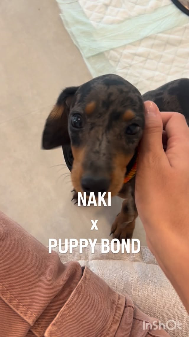 Uma experiência única e especial em que é impossível não ficar com um sorriso na cara! ✨🧘🏼♀️Tivemos a oportunidade de nos juntar a aula de Puppy Yoga na @thepuppybond, com os “salsichinhas” mais queridos! 🐶🌭Melhor do que cães bebés, só mesmo cães bebés com as nossas coleiras lindas (em tamanho mini)! 🥹Estamos ansiosas por voltar!!#puppy #puppyyoga #puppyyogalisboa #whattodoinlisbon #yoga #naki #portuguesebrand #compraportugues #marcaportuguesa #caesportugueses #caes #caesfelizes #caesfofos #perros #pet #petlover #dogs #dogslove #leather #leathercollars #dogcollars #maasai #maasaibeadwork #kenya