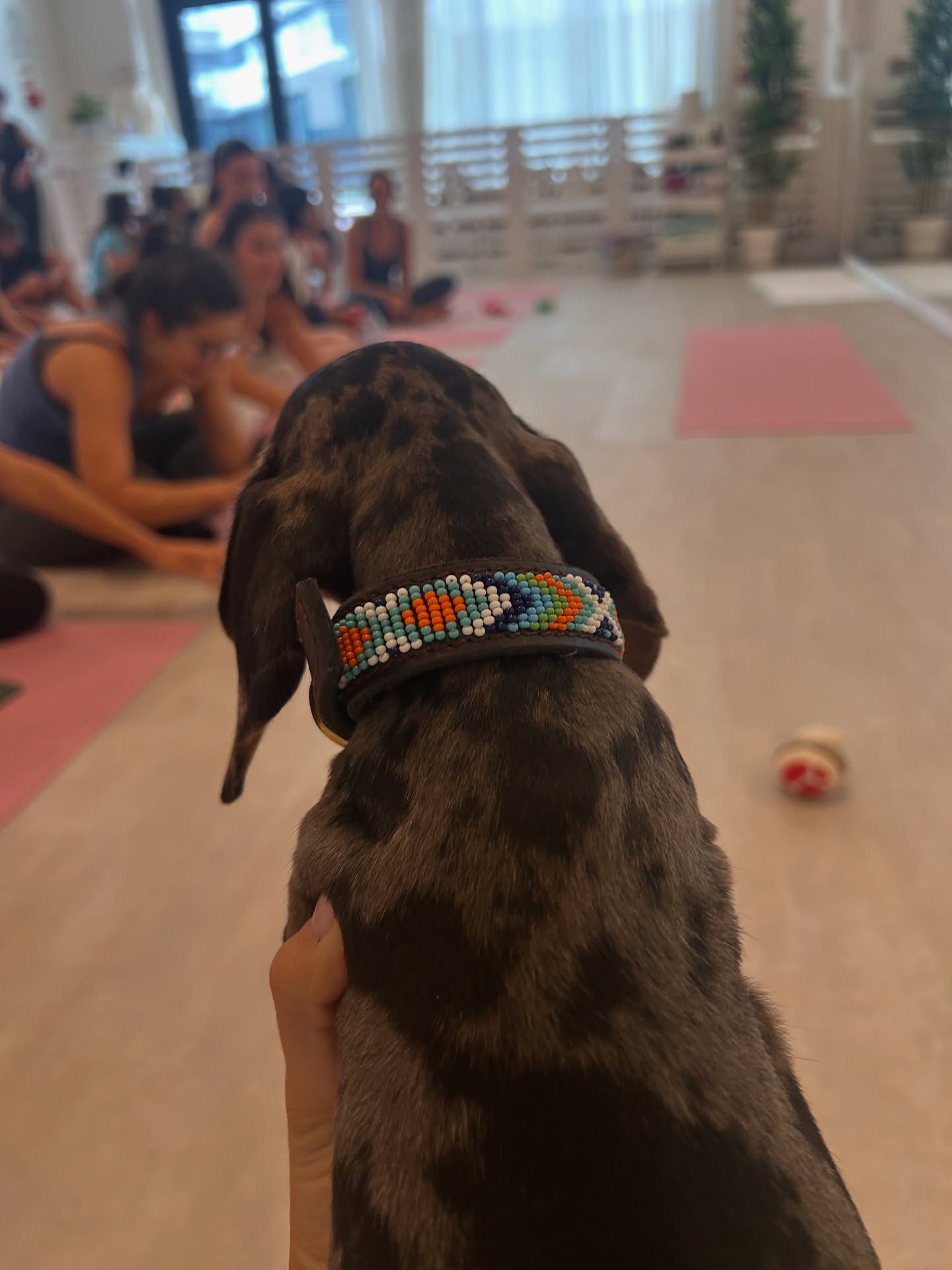 Naki x Puppy YogaO resumo de experiência tão boa !