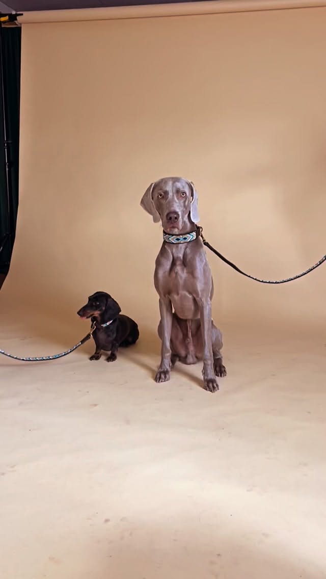 QUALIDADE, CONFORTO e ESTILO
- S&atilde;o algumas coisas que definem os nossos produtos, que s&atilde;o perfeitos para todos, desde os mais pequeninos e elegantes at&eacute; aos maiores e mais &ldquo;destrambulhados&rdquo;!@cassie_pipoca_companhia & @ghost_weimaraner24 , a dupla mais querida e cheia de pinta!! 🫶🏼🐕💅🏼#naki #portuguesebrand #compraportugues #marcaportuguesa #caesportugueses #caes #caesfelizes #caesfofos #perros #pet #petlover #dogs #dogslove #leather #leathercollars #dogcollars #maasai #maasaibeadwork #kenya