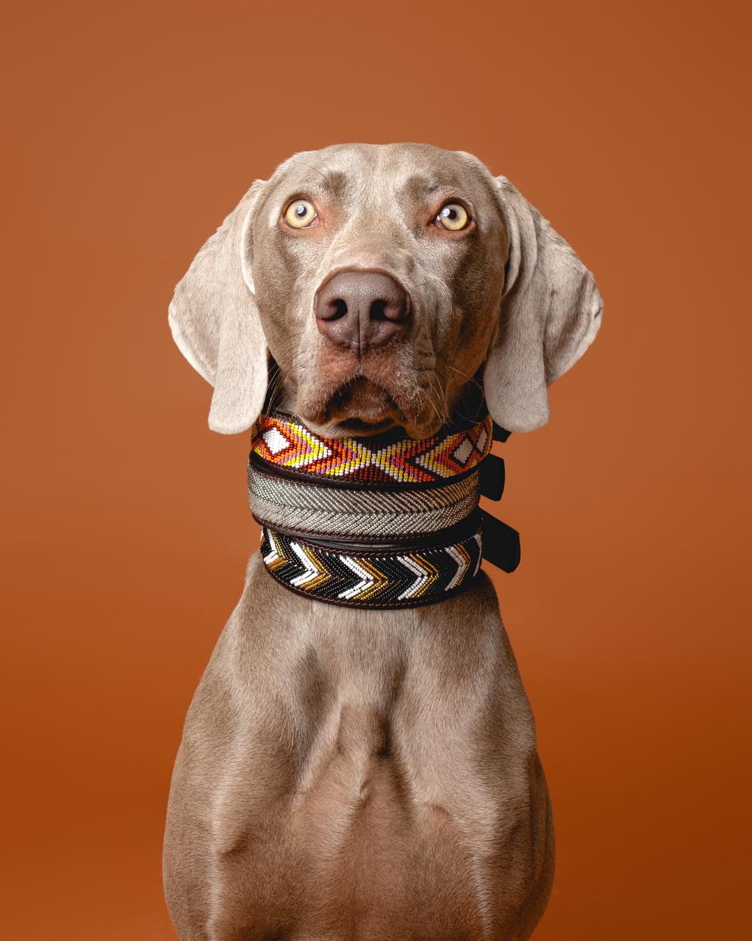 Quando estamos indecisos, levamos todas! 🤭Neste caso, as coleiras Karibu, Pole Pole e Watamu!! E o modelo mais expressivo, o @ghost_weimaraner24 !#naki #portuguesebrand #compraportugues #marcaportuguesa #caesportugueses #caes #caesfelizes #caesfofos #perros #pet #petlover #dogs #dogslove #leather #leathercollars #dogcollars #maasai #maasaibeadwork #kenya