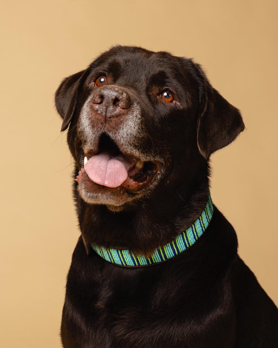 Claramente deu match entre o Rum e a coleira Rafiki 🥹&ldquo;Rafiki&rdquo; significa amigo e tem estes tons verdes e azuis muito alegres e o Rum &eacute; este ursinho super modelo sempre feliz! Tamb&eacute;m j&aacute; est&aacute;s de sorriso na cara? &Eacute; imposs&iacute;vel n&atilde;o ficar quando o match &eacute; perfeito! 🩵💚🤎By @springerstudio#naki #portuguesebrand #compraportugues #marcaportuguesa #caesportugueses #caes #caesfelizes #caesfofos #perros #pet #petlover #dogs #dogslove #leather #leathercollars #dogcollars #maasai #maasaibeadwork #kenya