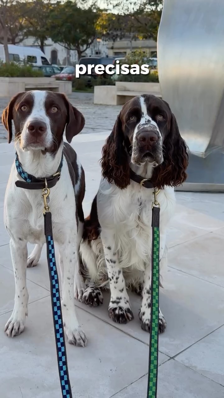 Cada pe&ccedil;a &eacute; a imagem de um trabalho cuidadoso e manual, de hist&oacute;ria com cultura e prop&oacute;sito e de uma qualidade sem igual! 🤎O Ouri&ccedil;o e o Coco aprovam (e ficam incr&iacute;veis com os seus conjuntos a combinar)!! 🐕✨Coleira e trela Amboseli 💚
Coleira e trela Tsavo 🩵#naki #portuguesebrand #compraportugues #marcaportuguesa #caesportugueses #caes  #caesfofos #perros #pet #petlover #dogs #dogslove #leather #leathercollars #dogcollars #maasai #maasaibeadwork #kenya