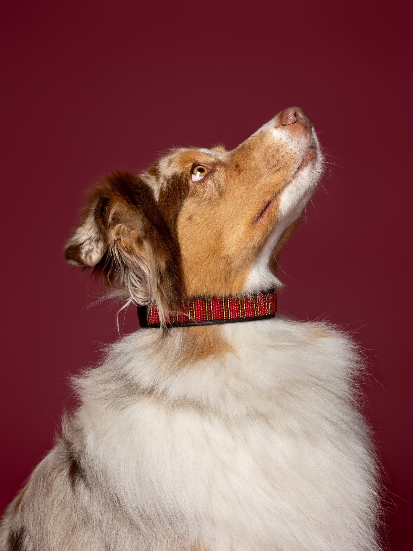 Coleira ASANTE x CEO Loki 🫶🏼Esta coleira começou a milhares de quilómetros daqui, nas mãos de artesãos quenianos especializados no trabalho tradicional de couro e missangas.Cada peça é feita à mão, com tempo, cuidado e criando história!E termina aqui - no teu cão! Para que a possa usar em todos os seus passeios!