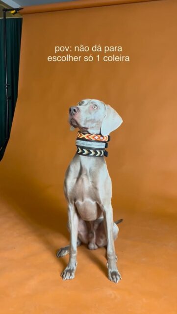 Na dúvida? Usam-se 3 !O Ghost foi o nosso modelo mais louco e divertido nesta sessão ! Não há melhores expressões que as dele 🤪@ghost_weimaraner24 @springerstudio #leather #dogcollars #kenya #compraportugues #dogs maasai caes photo dogphotography dogphotoshoot photoshoot beadworks