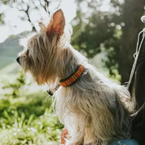 Coleira Safari da loja Naki Handmade