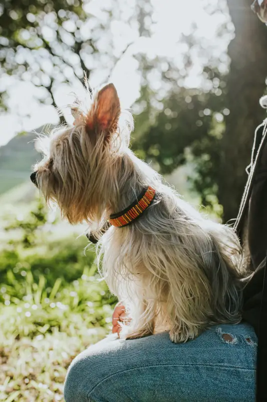 Coleira Safari da loja Naki Handmade