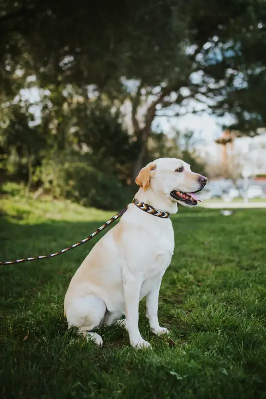 Trela Watamu da loja Naki Handmade