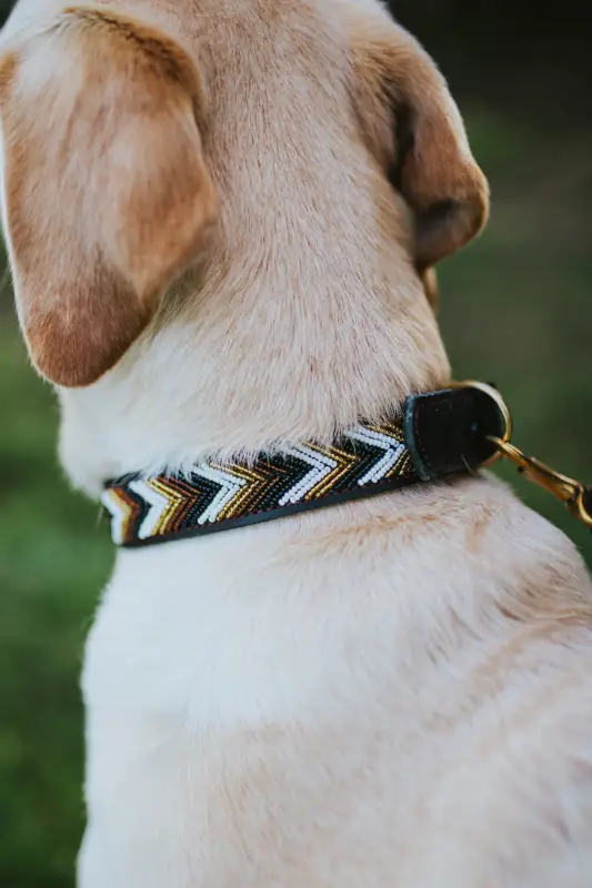 Coleira watamu da loja Naki Handmade