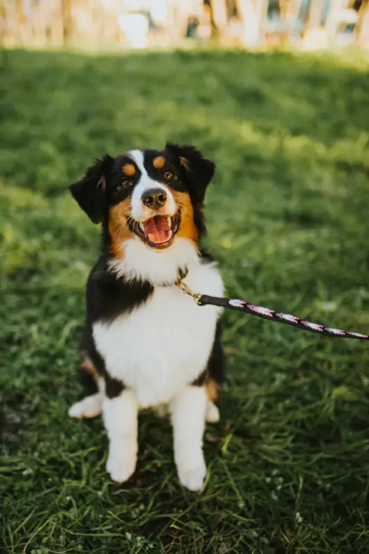 images_for_product_trelas_2024-05-02_13-08_23