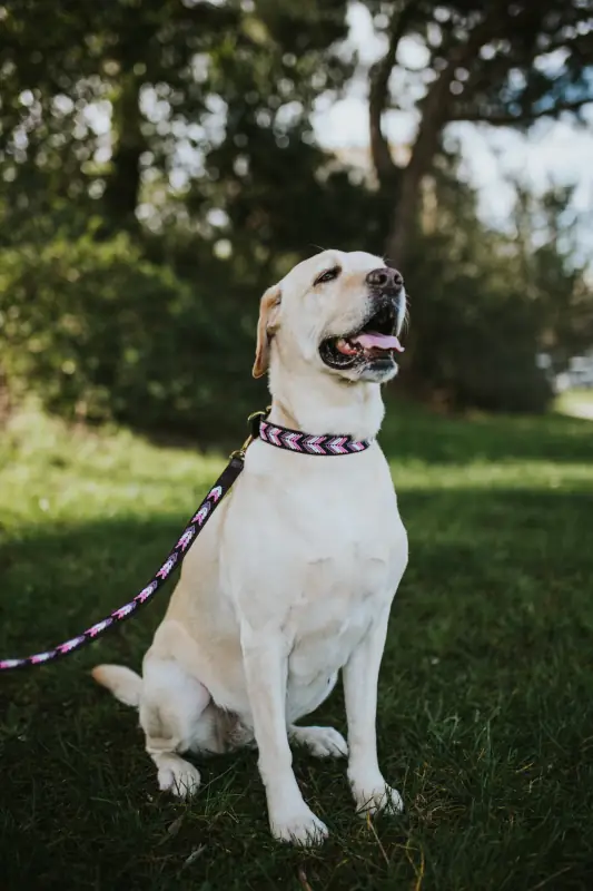 images_for_product_trelas_2024-05-02_13-08_34