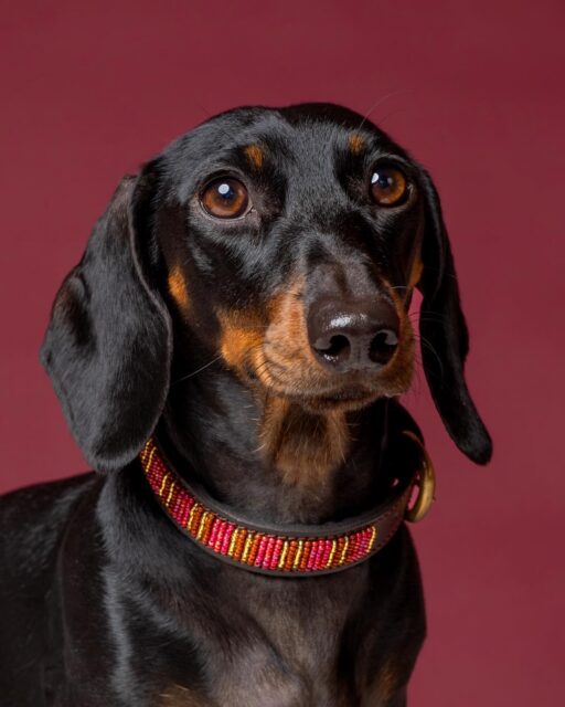 O outfit da Cassie para o Dia de São Valentim já está preparado 👀😍❤️🐕✨ e o vosso?by @springerstudio #naki #portuguesebrand #compraportugues #marcaportuguesa #caesportugueses #caes #caesfelizes #caesfofos #perros #pet #petlover #dogs #dogslove #leather #leathercollars #dogcollars #maasai #maasaibeadwork #kenya